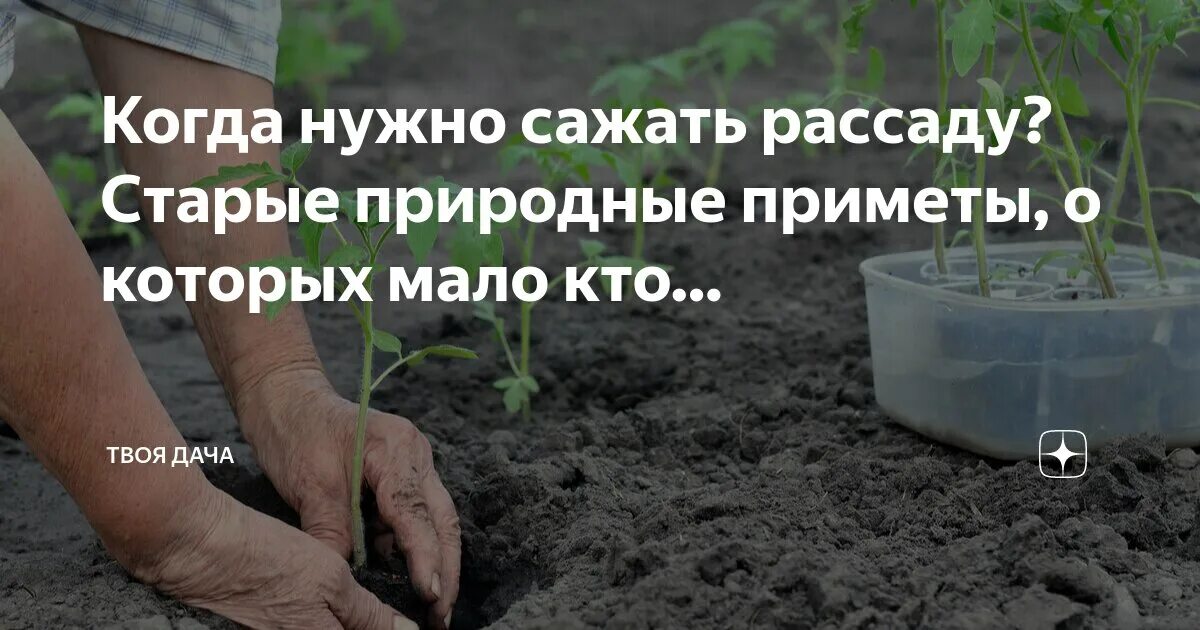 На какую глубину сеять томаты на рассаду