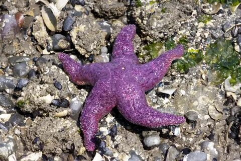 Морское беспозвоночное животное 7 букв