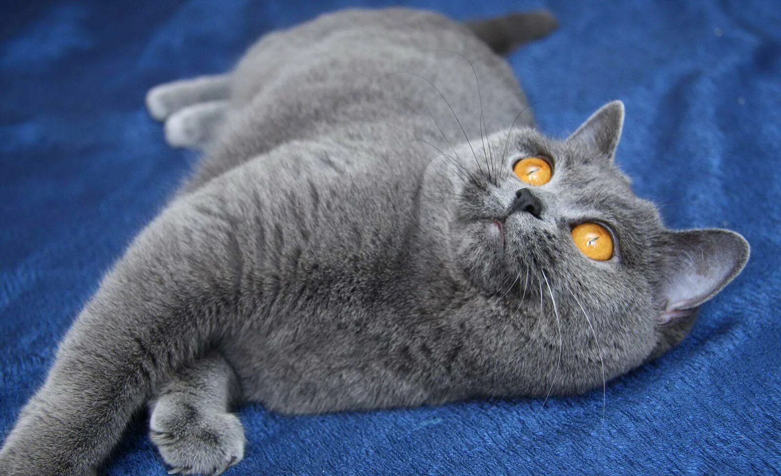 Кот голубого окраса