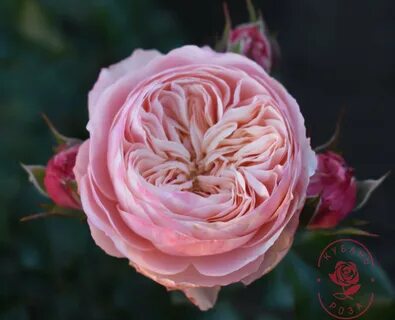 Classic rose
