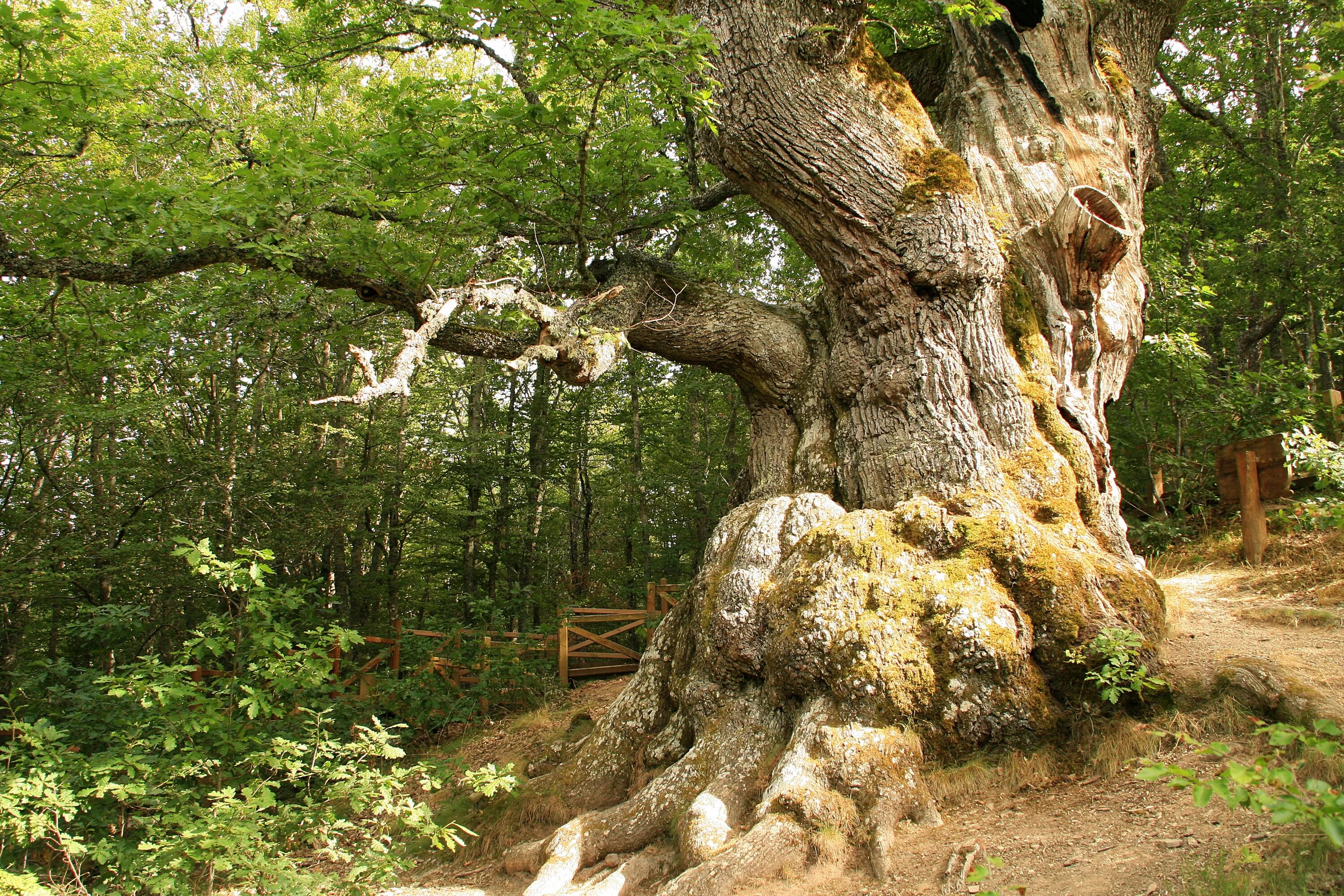 Wild tree