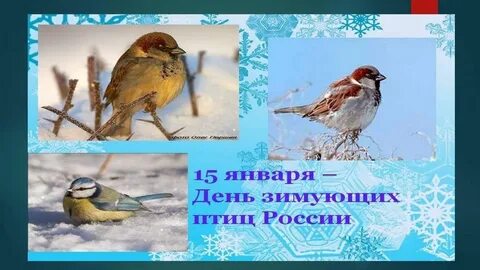 15 птиц