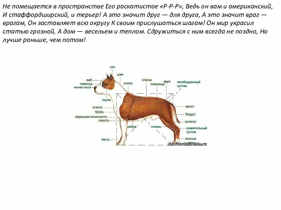 Стаффордширский терьер стандарт. Стандарты породы американского стаффордширского терьера. Стаффордширский терьер параметры породы. Амер стаффордширский терьер стандарт породы.