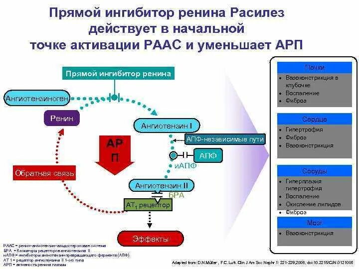 Прямые ингибиторы ренина при артериальной гипертензии. Ингибиторы ренингиотензин альдостероновой системы. Ренин-ангиотензин-альдостероновая система (РААС). Ингибиторы ренин ангиотензин альдостероновой системы. Прямой ингибитор