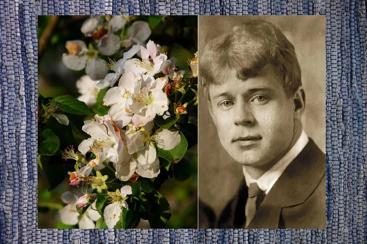 Как с белых яблонь дым есенин. Есенин яблоня. есенин коллаж. есенин вдохновение.