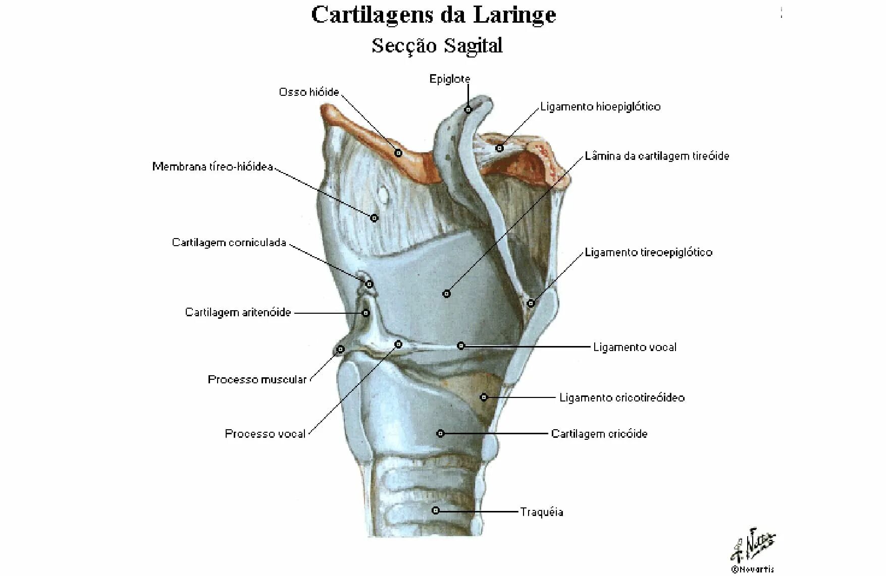 Colpoperineotomia латынь