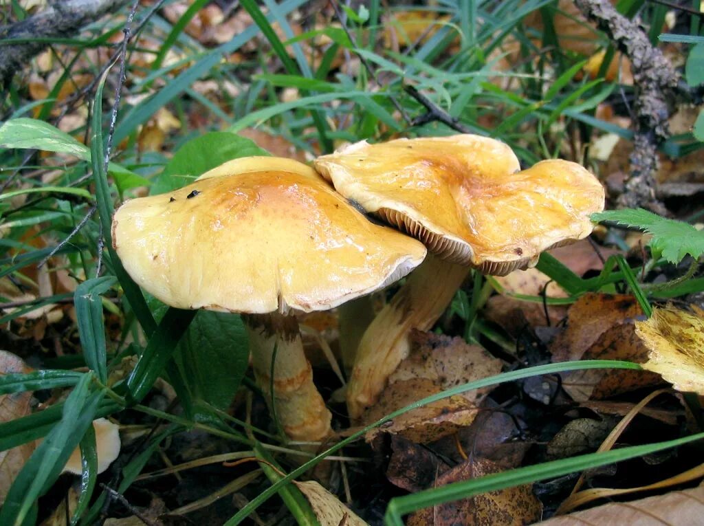 ядовитые грибы оренбуржья. грибы оренбургской области. съедобные грибы оренбургской. съедобные грибы оренбургской области. съедобные грибы оренбуржья.