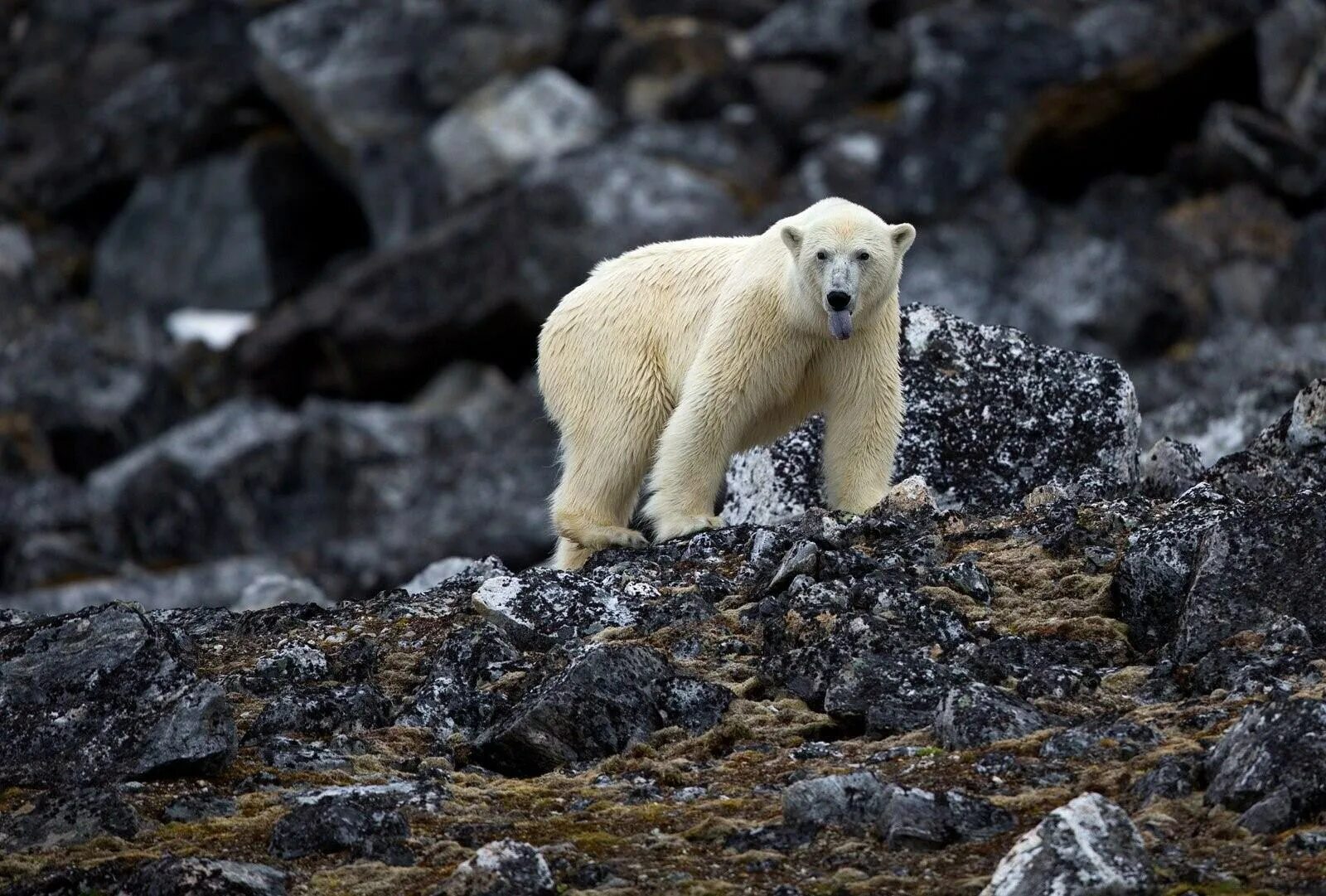 Медвежий Шпицберген. Белый медведь. Белый медведь в горах. Белый медведь на скалах. Дикая природа белого медведя