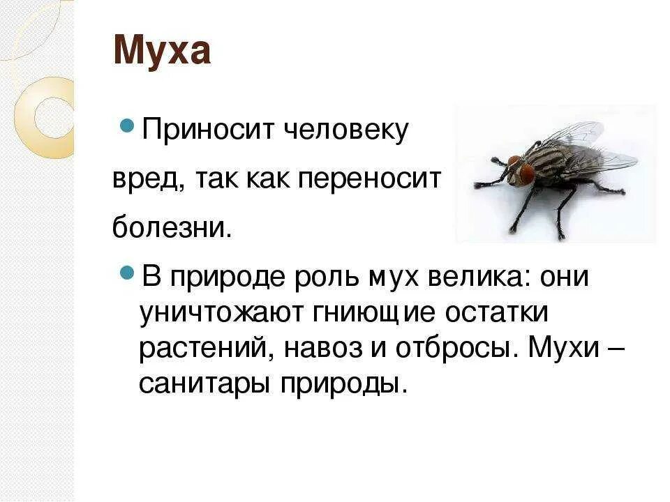 Детям про муху. Цикл развития комнатной мухи. Насекомые с описанием. Муха (насекомое). Муха вредное насекомое.