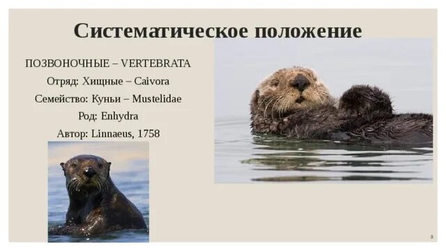 Используется для описания систематического положения животного
