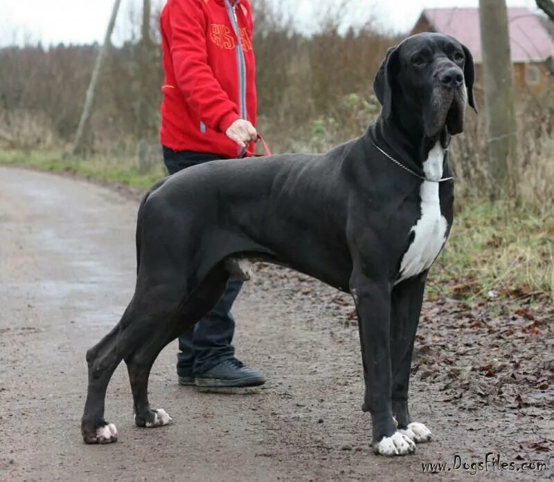 аргентинский дог. немецкие доги в спб. канарский дог щенки 1 месяц. немецкий дог мраморный серый. авито щенок дога.
