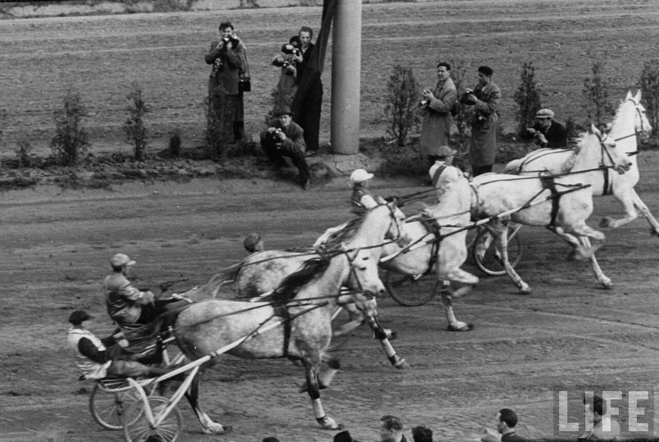 конные скачки в россии. игра звёздная подкова ты чемпионка. первые скачки. первые скачки. конные гонки.