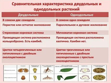 Чем различаются зародыши двудольных