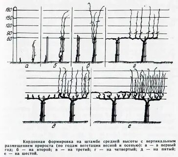 Простое формирование винограда