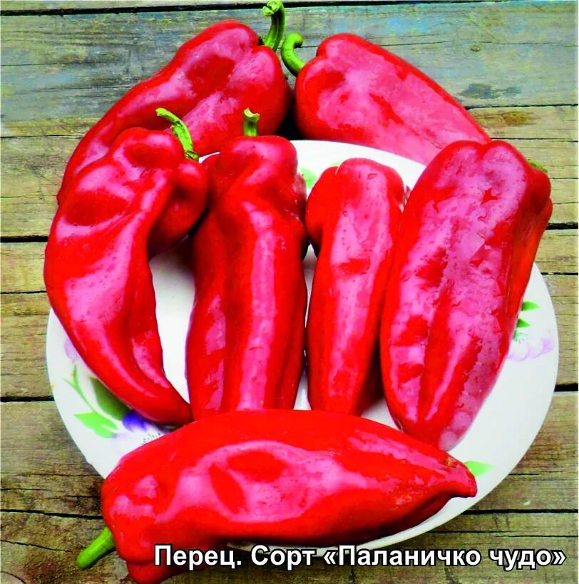 Перец паланичко чудо семена. Перец сладкий паланичко чудо. Перец сладкий паланичко чудо. Сорт паланичко чудо. Перец паланичкино чудо.