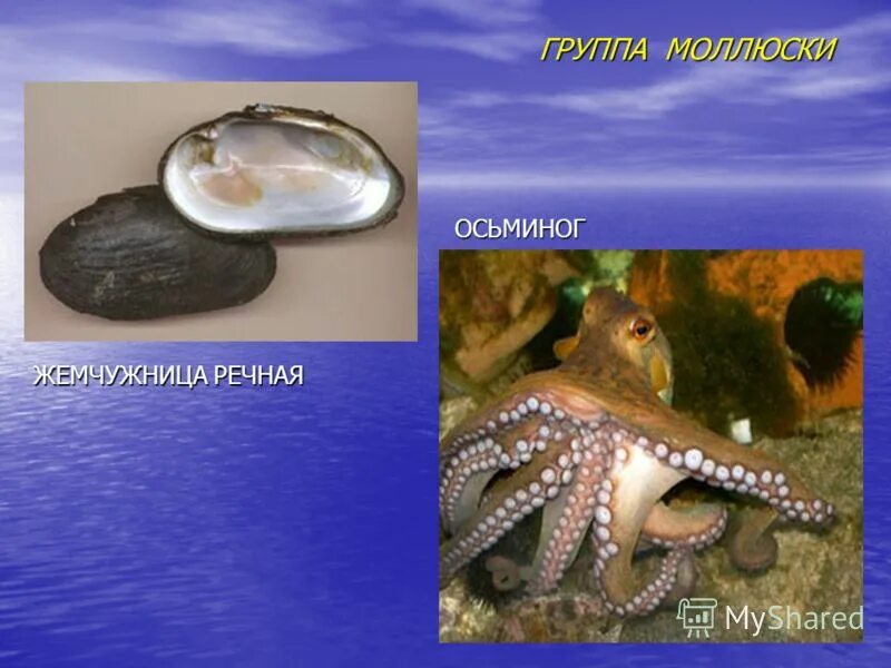 Три примера животных моллюски. Животные типа моллюски. Животные которые относятся к моллюскам. Беспозвоночные моллюски представители. Группа моллюски.