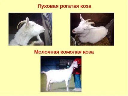Сколько дает коза в день