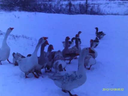 Выборы в гусь