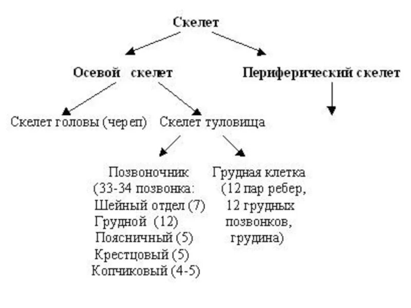 Строение скелета человека осевой скелет периферический. 1. Общее строение скелета человека. Отделы скелета.. Осевой скелет добавочный скелет. Схема анатомического строения осевого скелета.