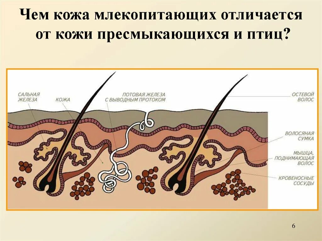 Кожная железа у пресмыкающихся. Строение кожи млекопитающих 7 класс биология. Кожный Покров млекопитающих рисунок. Структура кожи млекопитающих. Строение кожного Покрова млекопитающих.