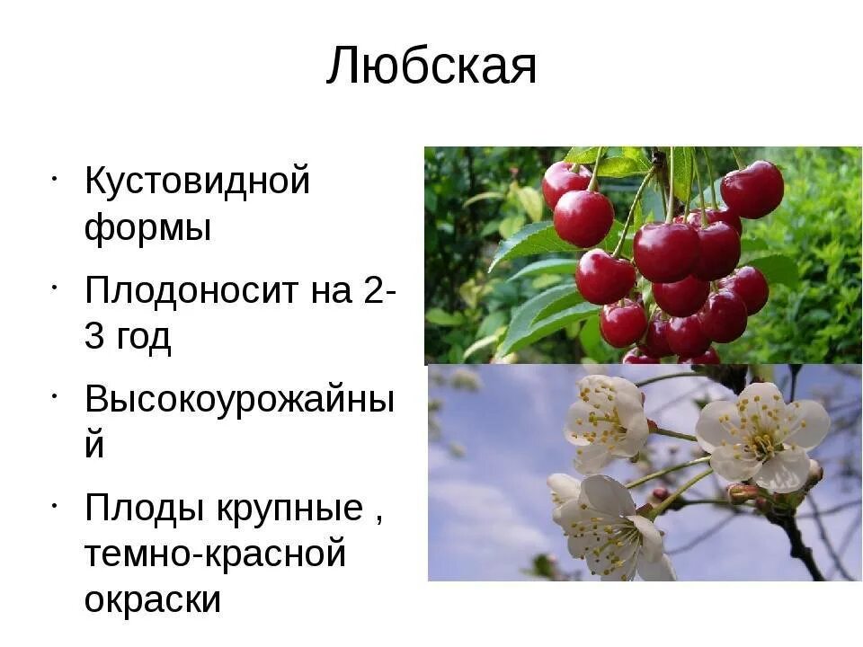 Сорт вишни любская. Вишня любская описание. описание дерева вишни любская. вишня любская (3 года). вишня любская отзывы.