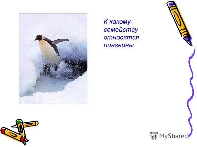 К какому классу относится пингвин. Характеристика пингвинов. Представители отряда пингвины. Императорский пингвин рост. Систематика пингвина.