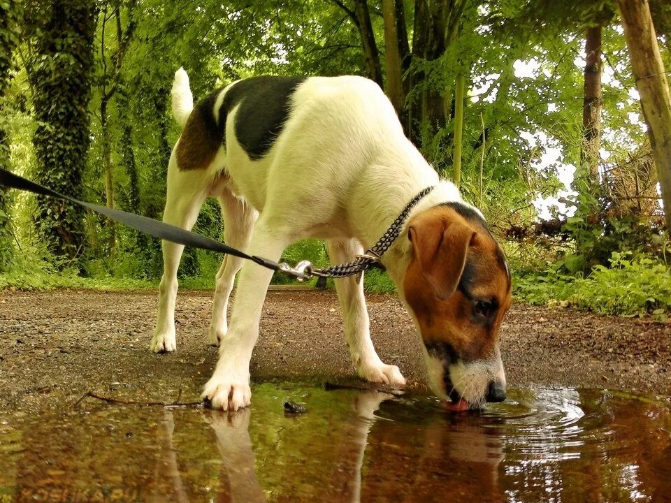 Почему собака мочится. Собака. Собака пьет из лужи. Собака пьет воду.