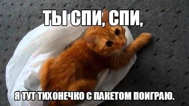 Кот ночью мем. Смешные коты с надписями. Я знаю ты там не спишь. Привет привет ты не спишь опять сидишь тут текст. Я знаю ты там не спишь.