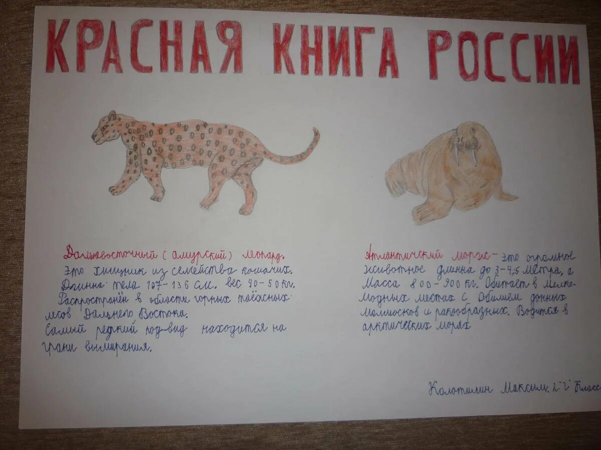 Плакат Красная книга России с животными 4 класс-как нарисовать?