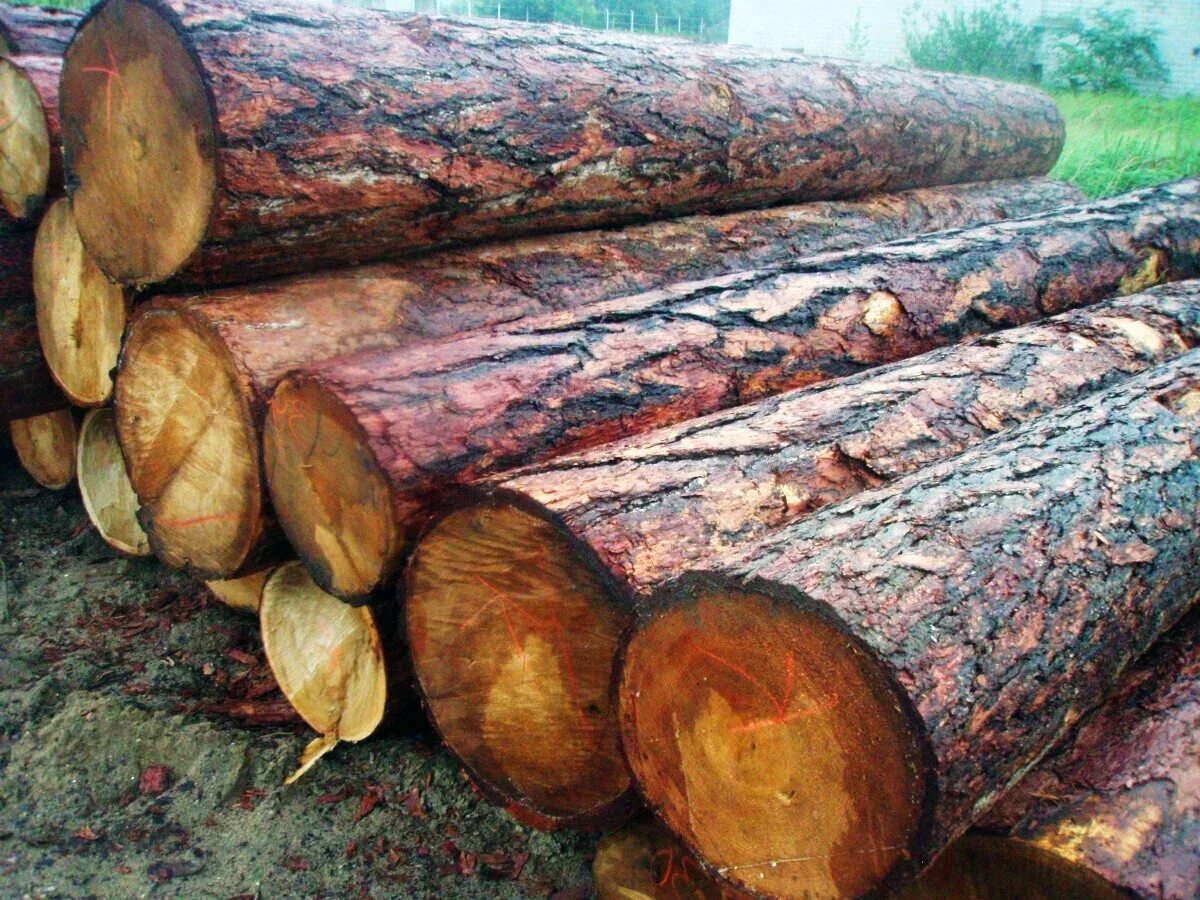 Цена на дерево в области. Лиственница Сибирская древесина. Сибирский кедр древесина. Бревно необработанное. Бревно сосны.