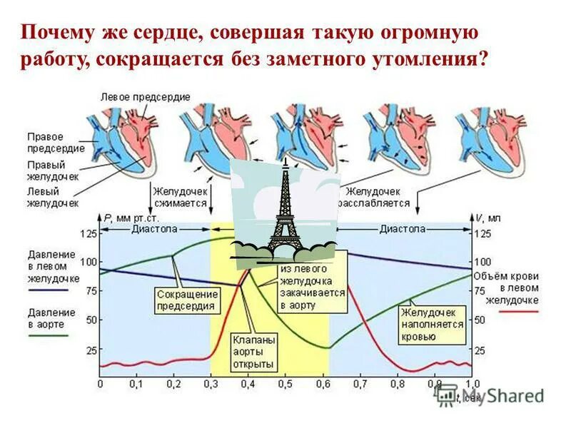 Какую совместную работу совершают сердце и легкие. Работа и мощность сердца. Какую совместную работу совершают сердце и легкие. Сердце работа сердца. Механизмы регуляции сердца и сосудов.