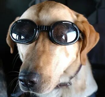 Очки dog