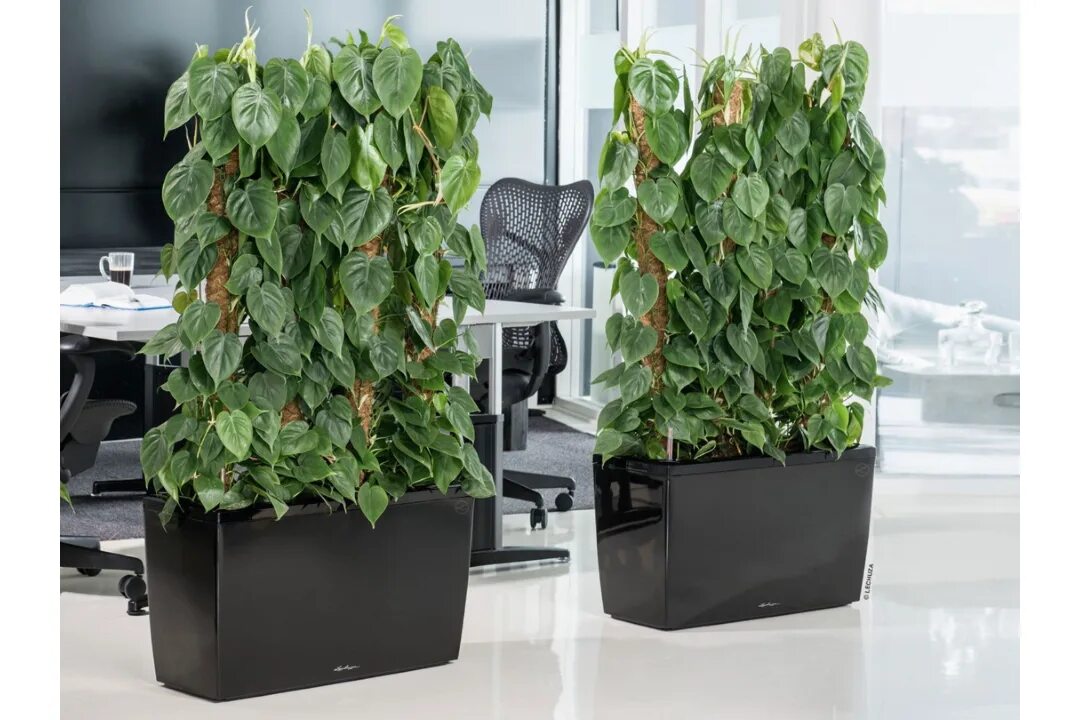 Pin de Key BM em Jardín/Plantas/Terrazas Plantas de folhagem, Plantas indoor, Pl