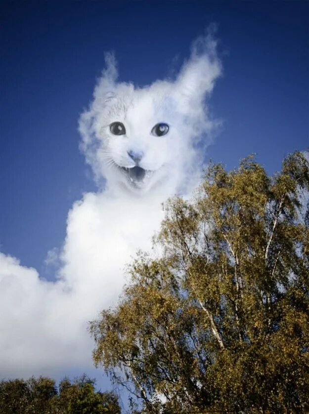 Кот облачко. Котик облачко. облако в виде кота. кот из облаков. кошка туча.