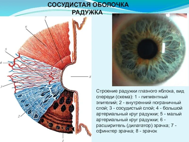 Впр глаз. Радужка глаза строение анатомия. Строение Радужки анатомия. Сосудистая оболочка глаза строение анатомия. Сосудистая оболочка радужка строение.