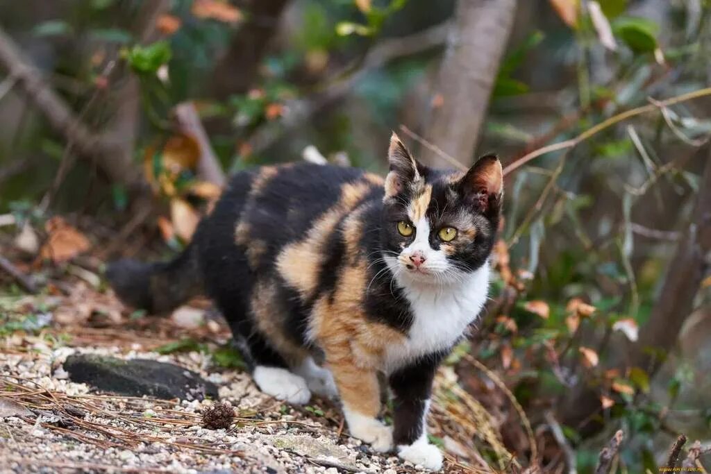 Черепаховая кошка Калико. Трёхцветная кошка Арлекин. Трёхцветная Сибирская кошка Арлекин. Трехцветные кошки Калико. Трехцветная кошечка