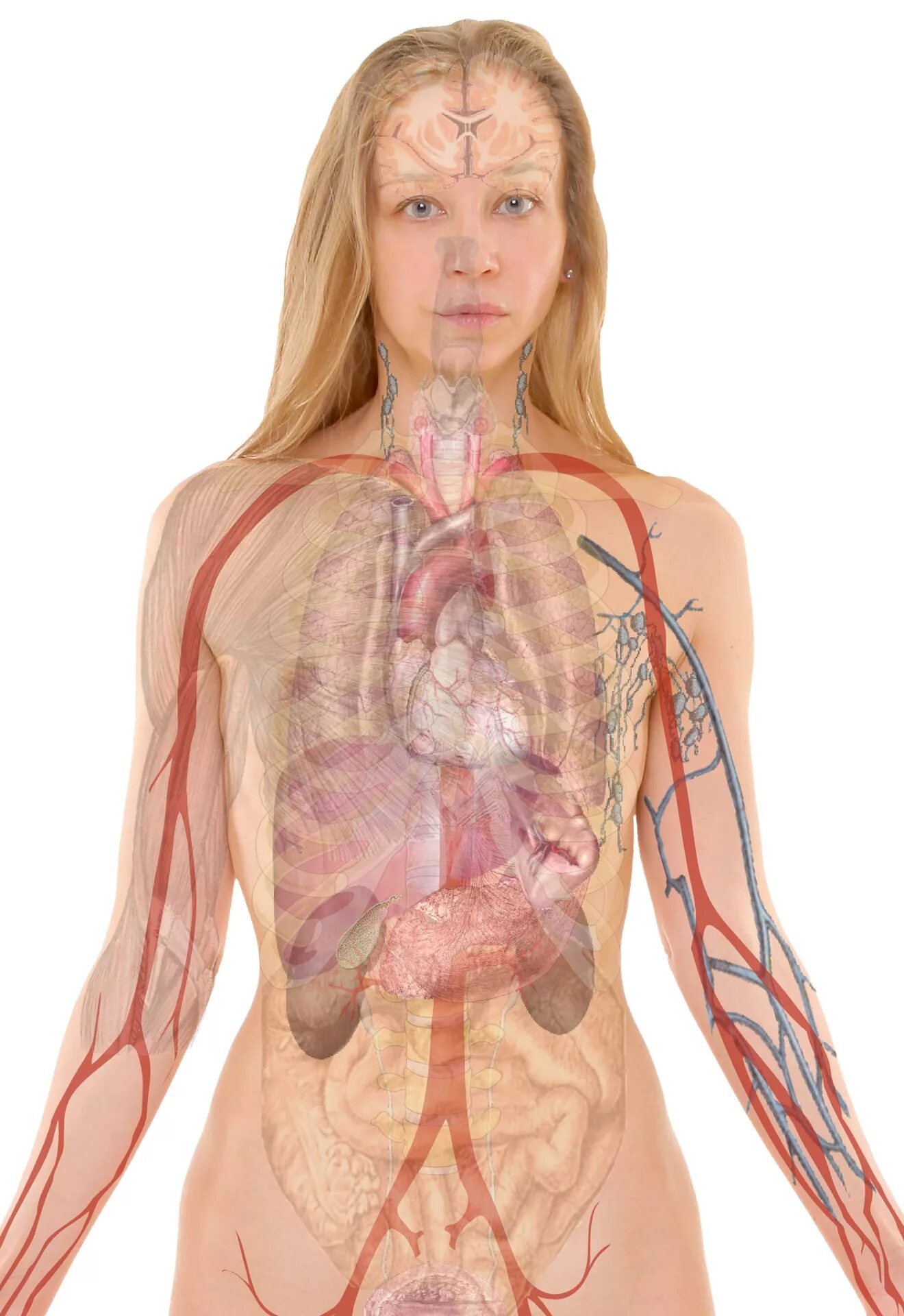 Анатомия женщины. Тело женщины анатомия. Организм девушки.