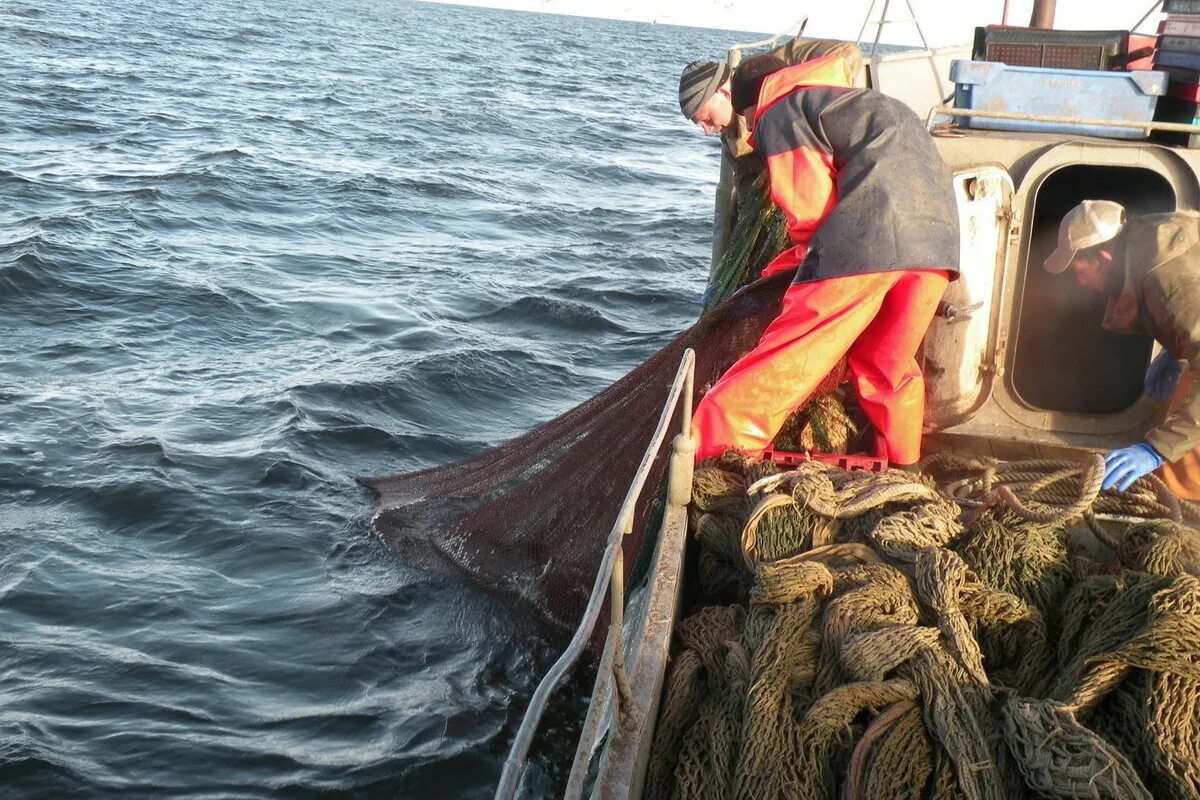 Рыбы псковского озера. Промышленное рыболовство на озере. Рыба в псковском озере. Марки с рыбами россия. Рыбы псковского озера.