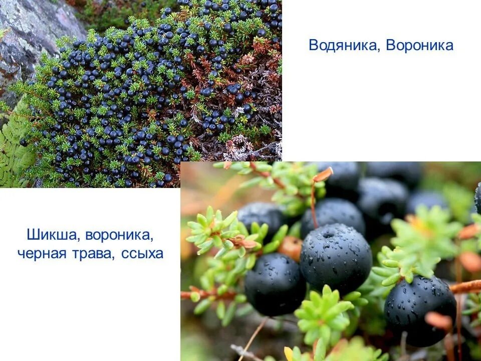 Водяника
