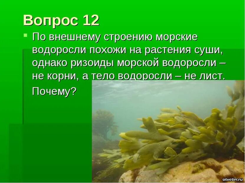 Корневище водоросли. Корни водорослей. на что похожи водоросли. ризоиды у водорослей. растения похожие на водоросли.