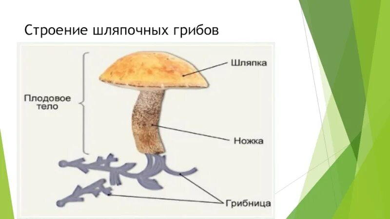 Шляпочные грибы биология. Строение гриба биология 5. Строение шляпочного гриба 5 класс биология. Шляпочные грибы грибница строение.