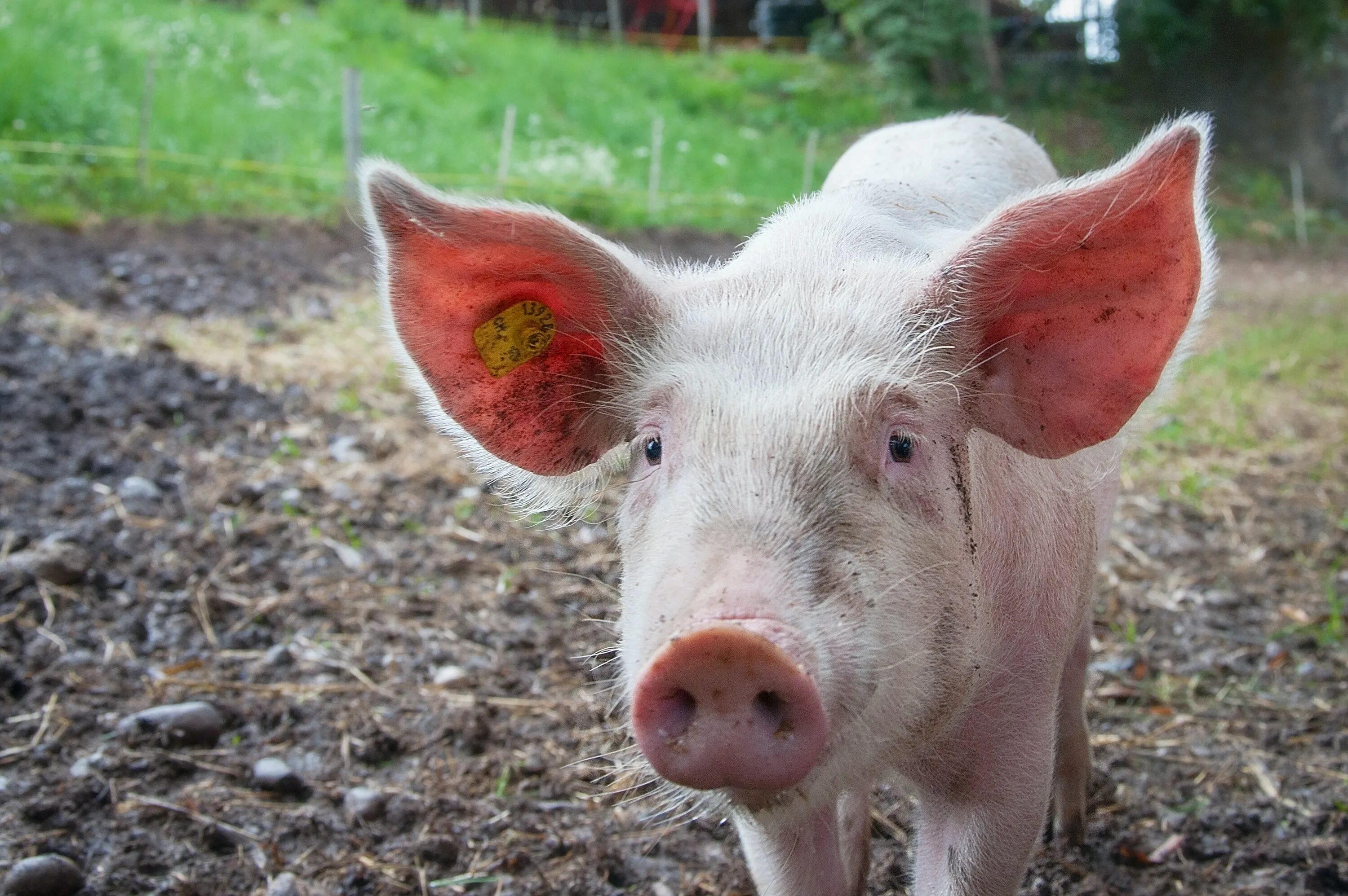 Pig looking