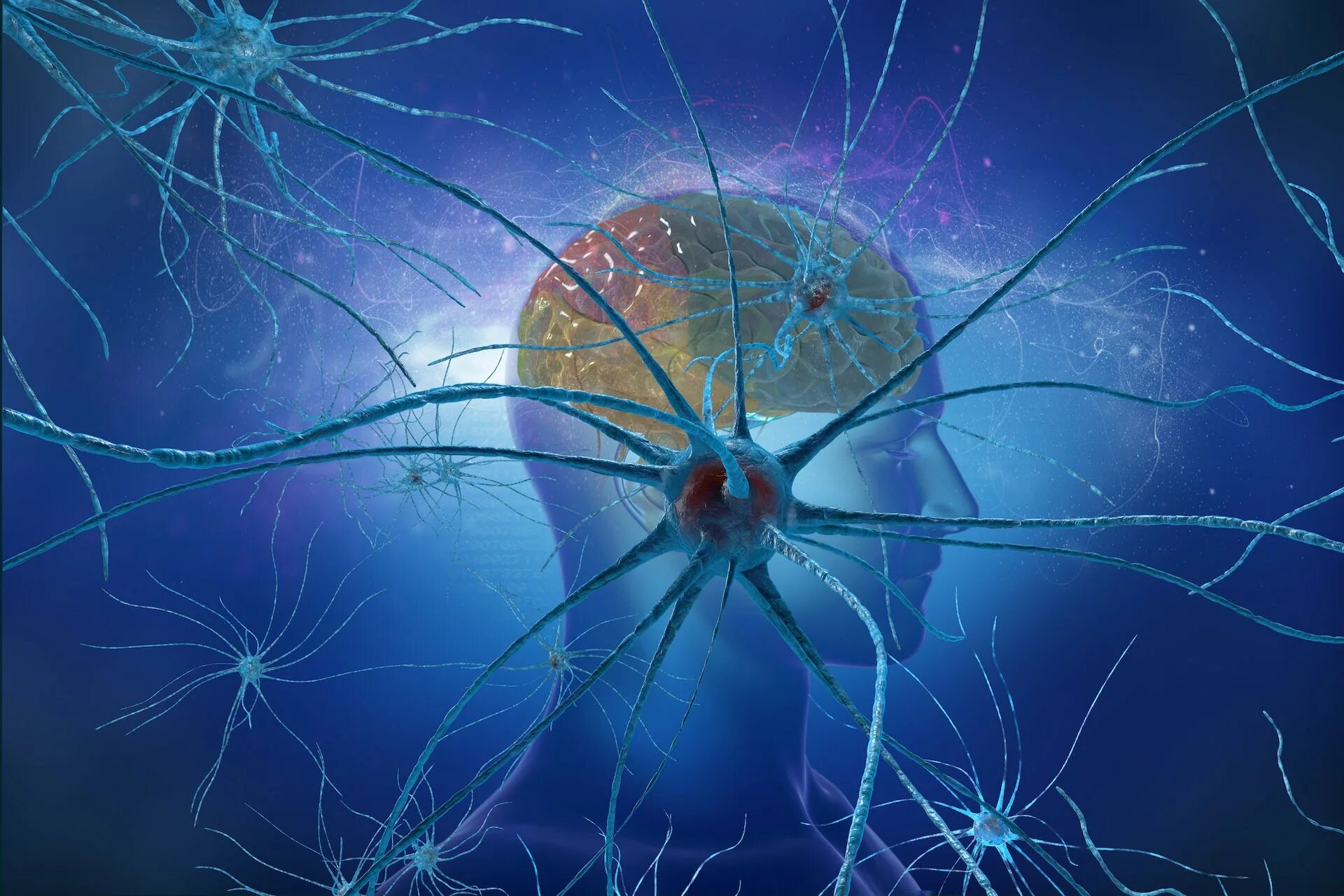 Мозг человека состоит из нейронов. Нейроны головного мозга. Память Нейроны. Мозг человека Нейроны. Нейрон красивый.