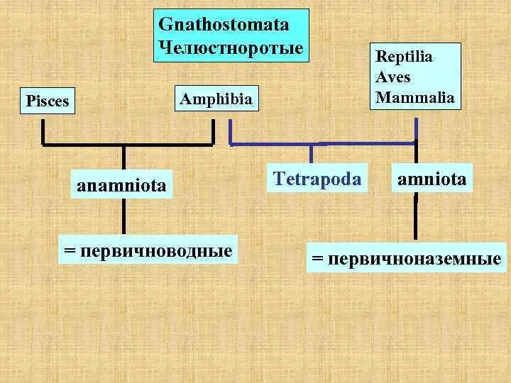 Группа первичноводных животных. Первичноводные позвоночные. Первичноводные организмы. Челюстноротые представители. Первично и вторичноводные животные примеры.