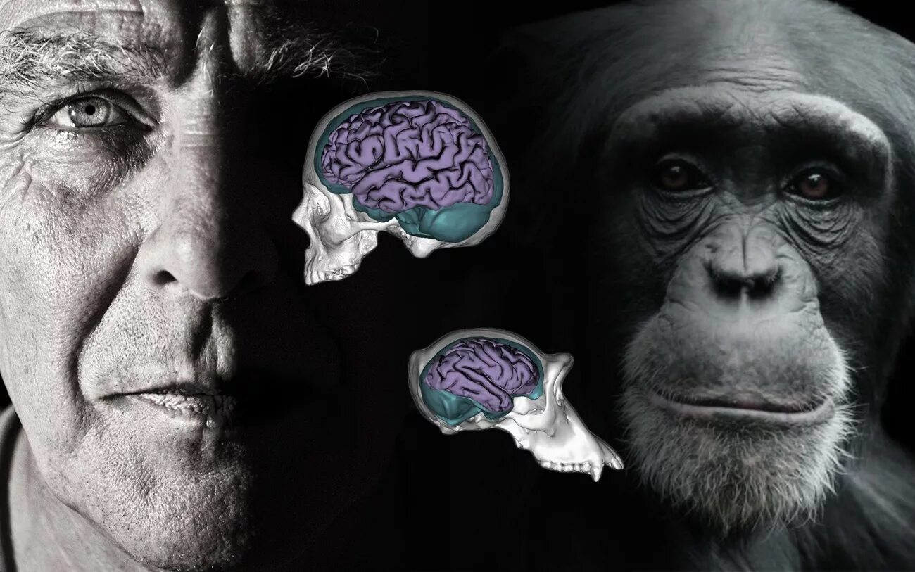 Мозг гориллы и человека. Интеллект животных и человека. Интеллект обезьян. Психология обезьян. Мышление обезьяны и человека.