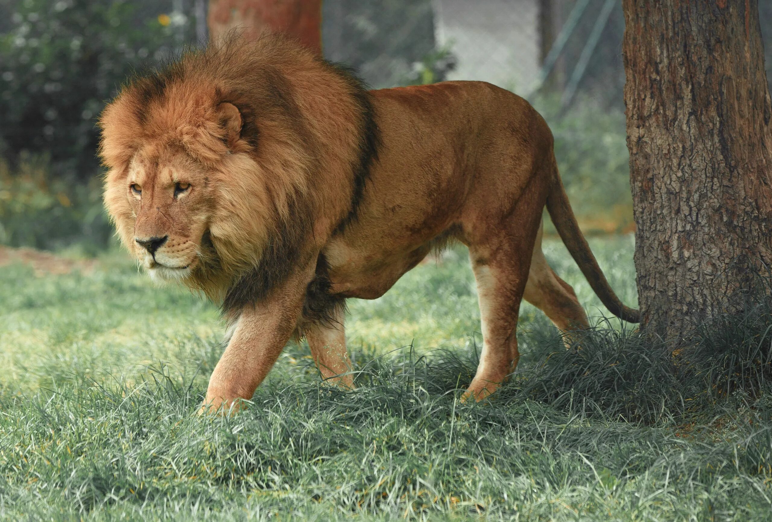 Как переводится лев. Panthera Leo persica. Масайский Лев. Огромный Лев. Лев картинки.