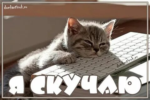 Виде ты скучал