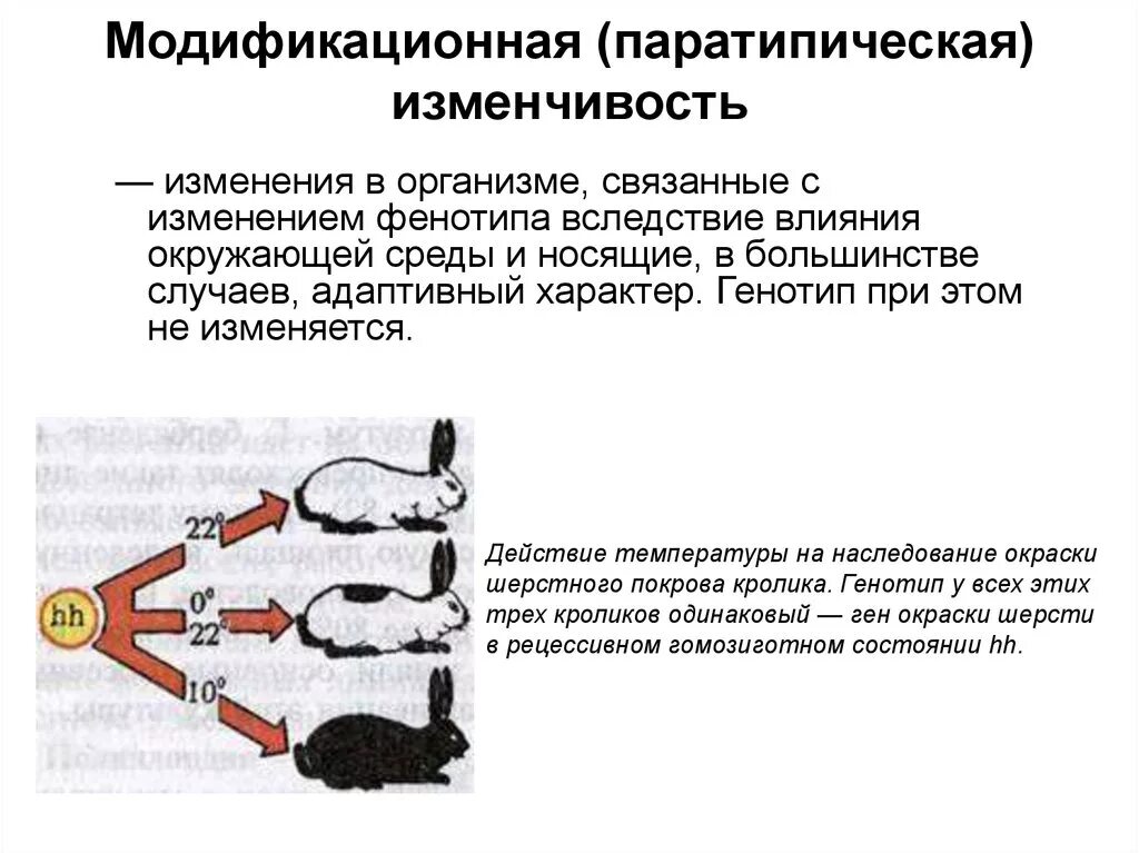 Изменение фенотипа модификационной изменчивости. Паратипическая изменчивость. Модификационная изменчивость примеры. Примеры модификационной изменчивости у человека.