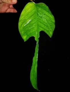 Key plant