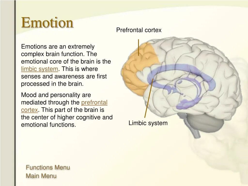 Prefrontal Cortex. Brain functions. Мозг на английском. Кортекс мозг.